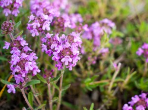 thyme-for-acne-300x223