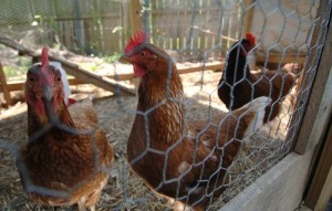 Guide-To-Raising-Chickens
